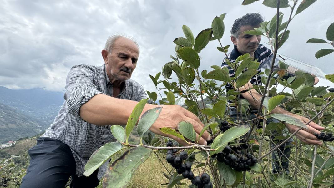 Fındığın yerine dikti! 5 katı kazanç sağladı. Bu yıl 250 kilogram hasat bekliyor 1